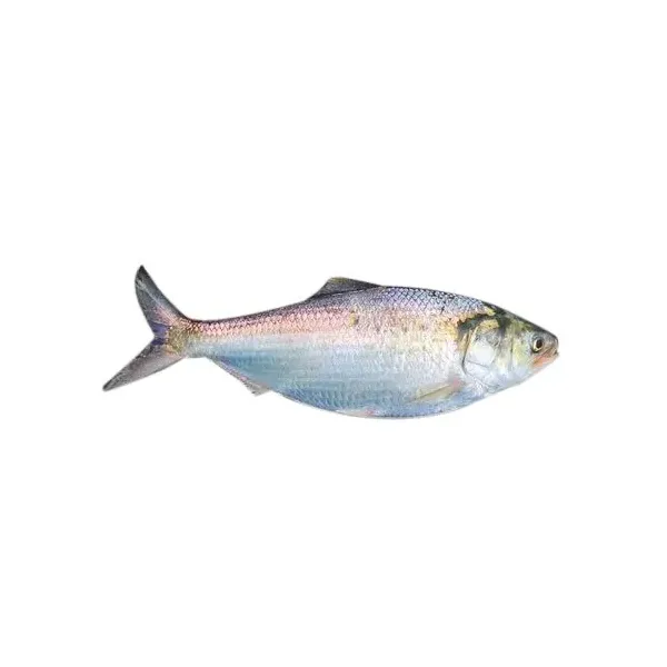 Hilsa Fish per pc  (300G - 399G)