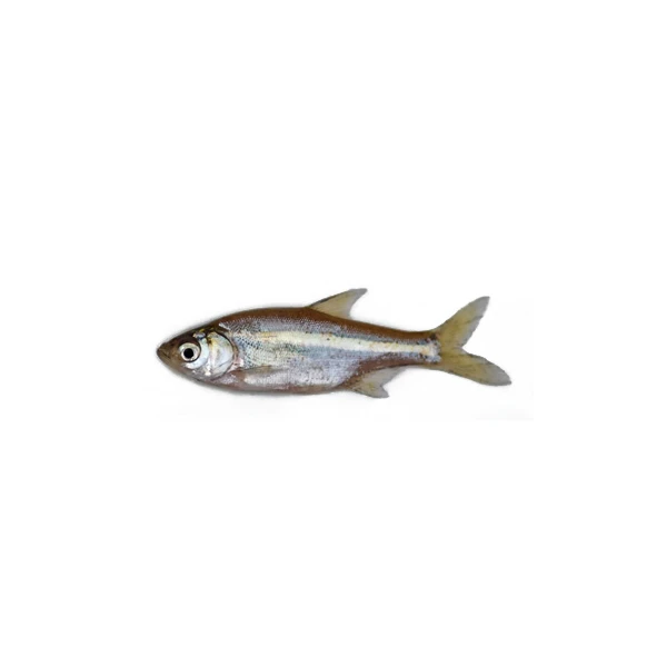 Mola Fish