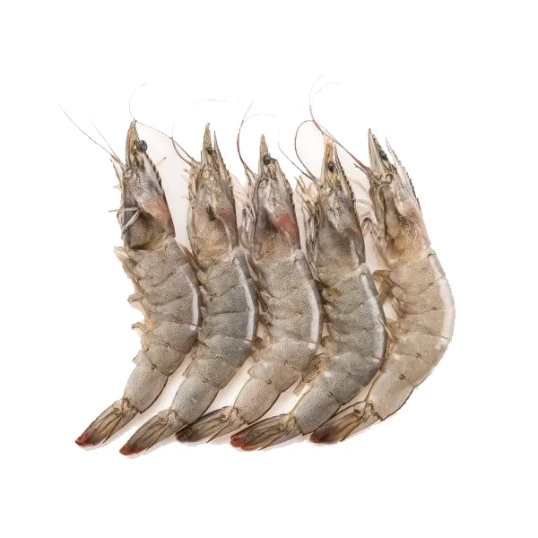 Prawn Fish Medium