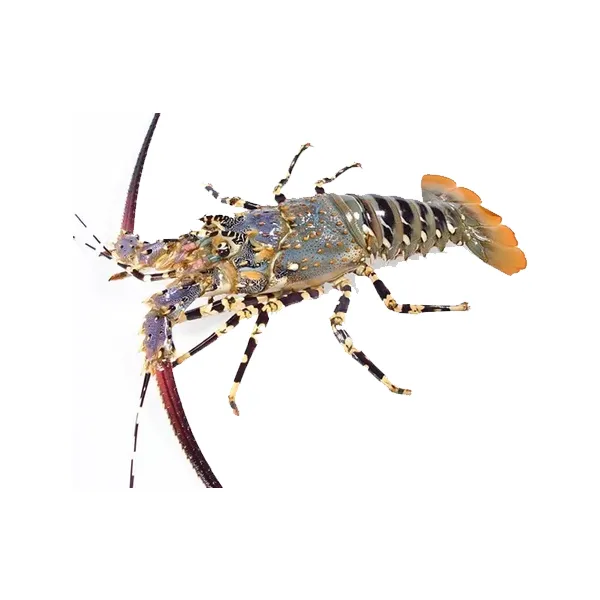 Lobstar Fish (4/5 Pcs Kg)