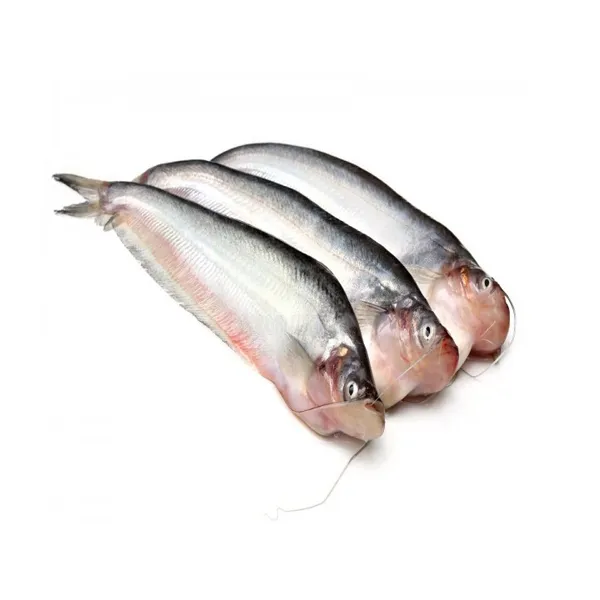 Pabda Fish Farm