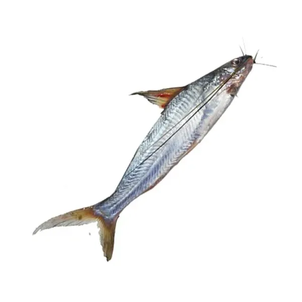 Tangra Fish