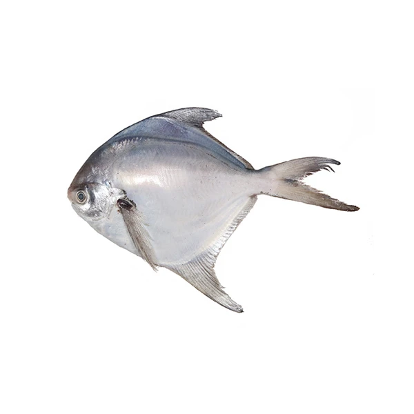 Rupchanda Fish B